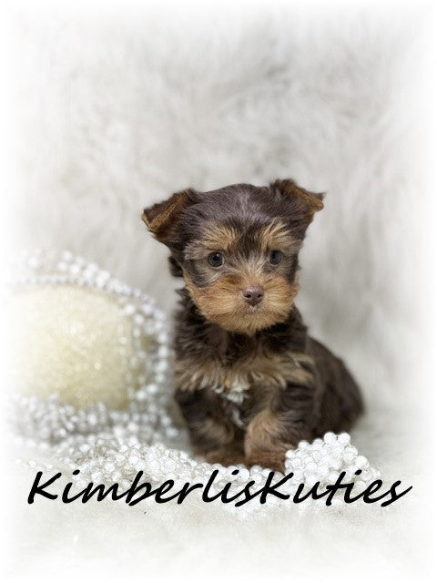 CHOCOLATE Yorkshire Terrier ~ Female, Tipsy