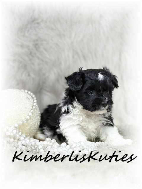 YORKIE-POO (Yorkshire Terrier/Toy Poodle) Female, Brynlee