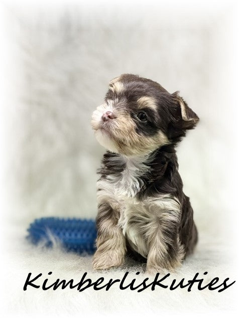 CHOCOLATE Yorkshire Terrier ~ Male, Seth