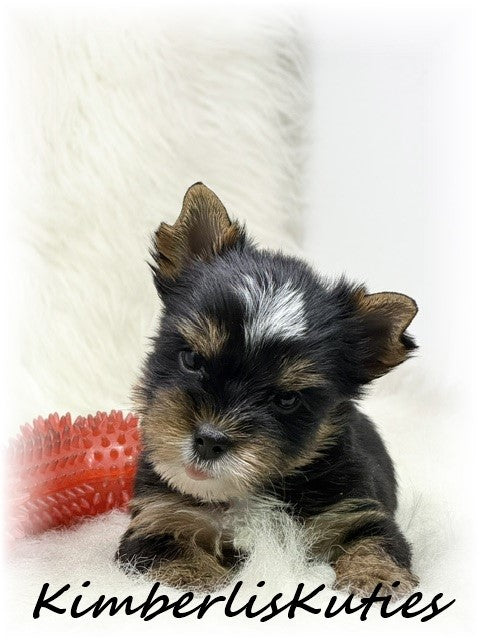TRADITIONAL Yorkshire Terrier ~ Male, Sloane