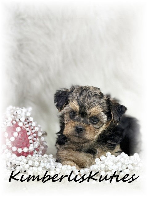YORKIE POO (Yorkshire Terrier/Toy Poodle) Female, Little Mia