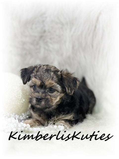 YORKIE POO (Yorkshire Terrier/Toy Poodle) Female, Maggie