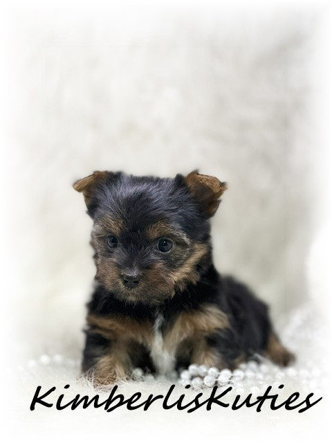 TRADITIONAL Yorkshire Terrier ~ Female, Kaylee