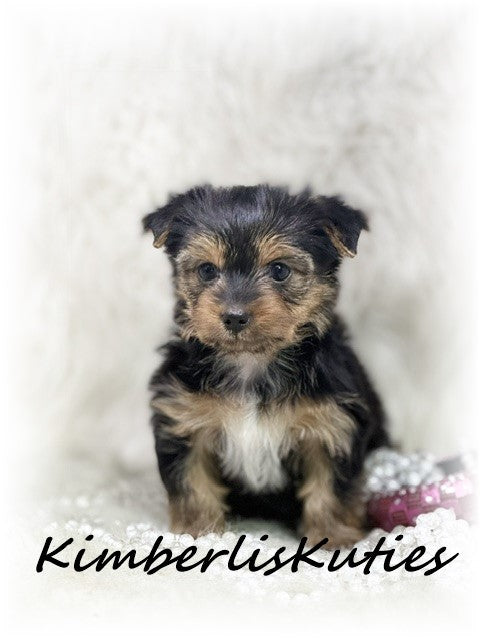 TRADITIONAL Yorkshire Terrier ~ Female, Kylie