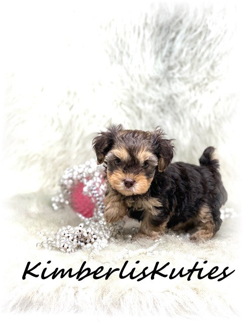 YORKIE POO (Yorkshire Terrier/Toy Poodle) Female, Little Bendy