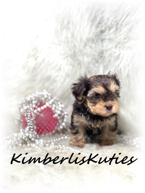 YORKIE POO (Yorkshire Terrier/Toy Poodle) Female, Little Bendy