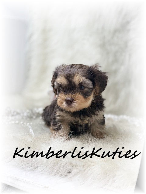 YORKIE POO (Yorkshire Terrier/Toy Poodle) Female, Little Bendy