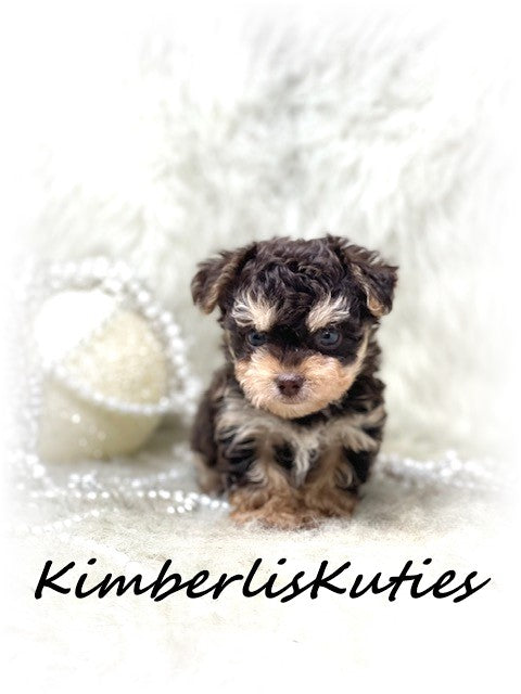 YORKIE POO (Yorkshire Terrier/Toy Poodle) Female, Little Blair