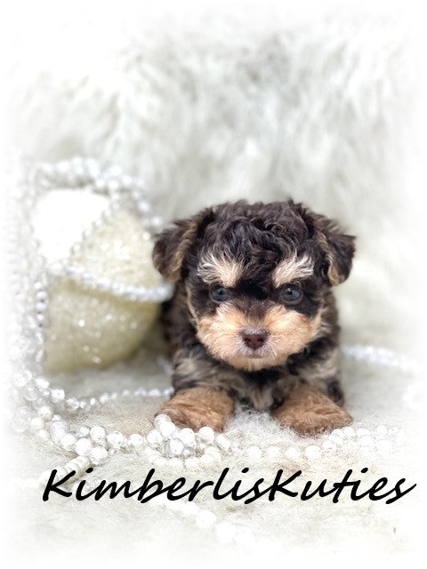 YORKIE POO (Yorkshire Terrier/Toy Poodle) Female, Little Blair