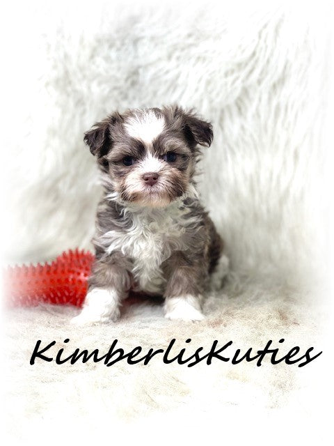MALTI POO (Maltese/Toy Poodle) Male, Little Max