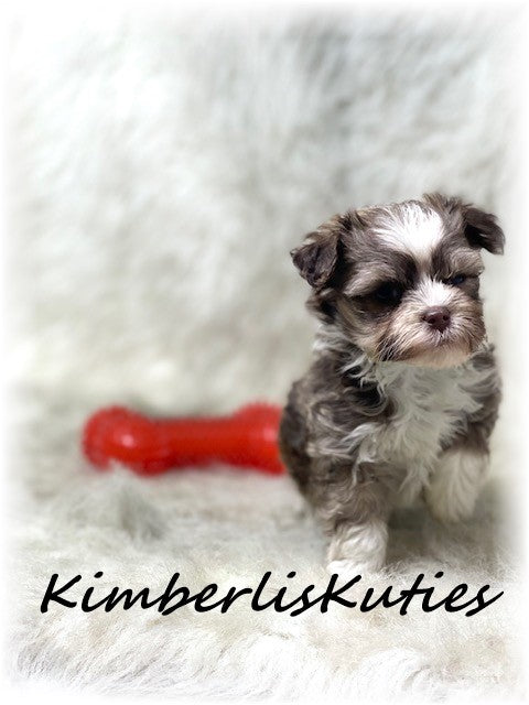 MALTI POO (Maltese/Toy Poodle) Male, Little Max