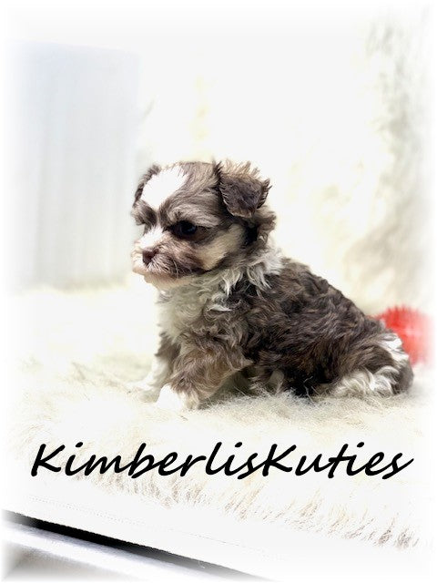 MALTI POO (Maltese/Toy Poodle) Male, Little Max
