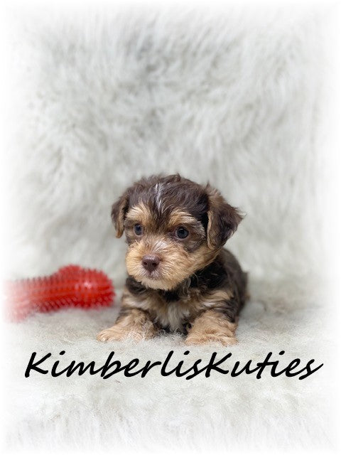 YORKIEPOO (Yorkshire Terrier/Toy Poodle) Male, Bodie