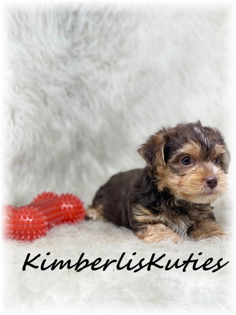 YORKIEPOO (Yorkshire Terrier/Toy Poodle) Male, Bodie