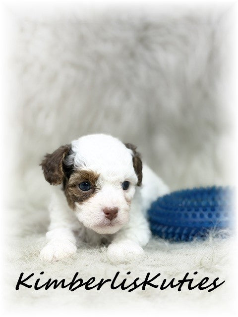 YORKIE POO (Yorkshire Terrier/Toy Poodle) Male, Milo
