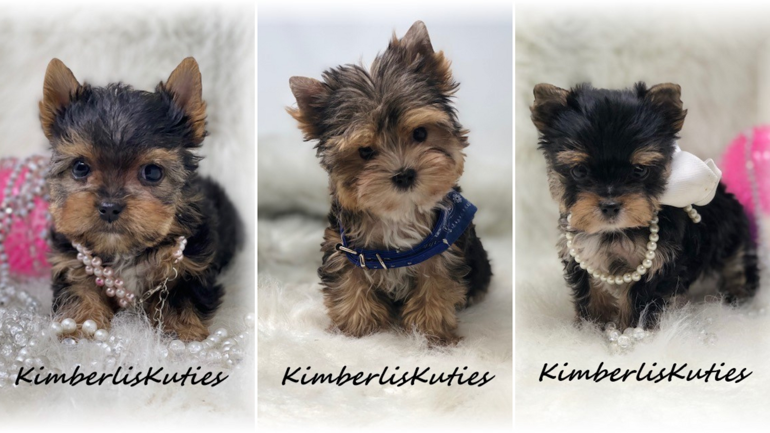 Kimberli's Kuties is a licensed breeder in Texas. Kimberli breeds designer puppies and prides herself on being a top yorkshire breeders in the state of Texas.