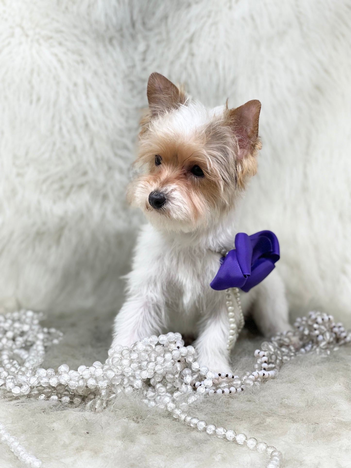PARTI Yorkshire Terrier ~ Female, Tiny Sage