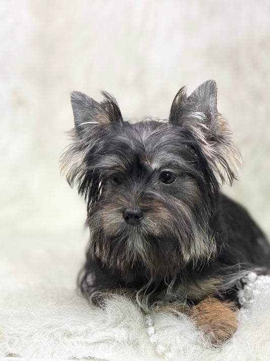 NON-FADING Black Yorkshire Terrier ~ Female, Bree