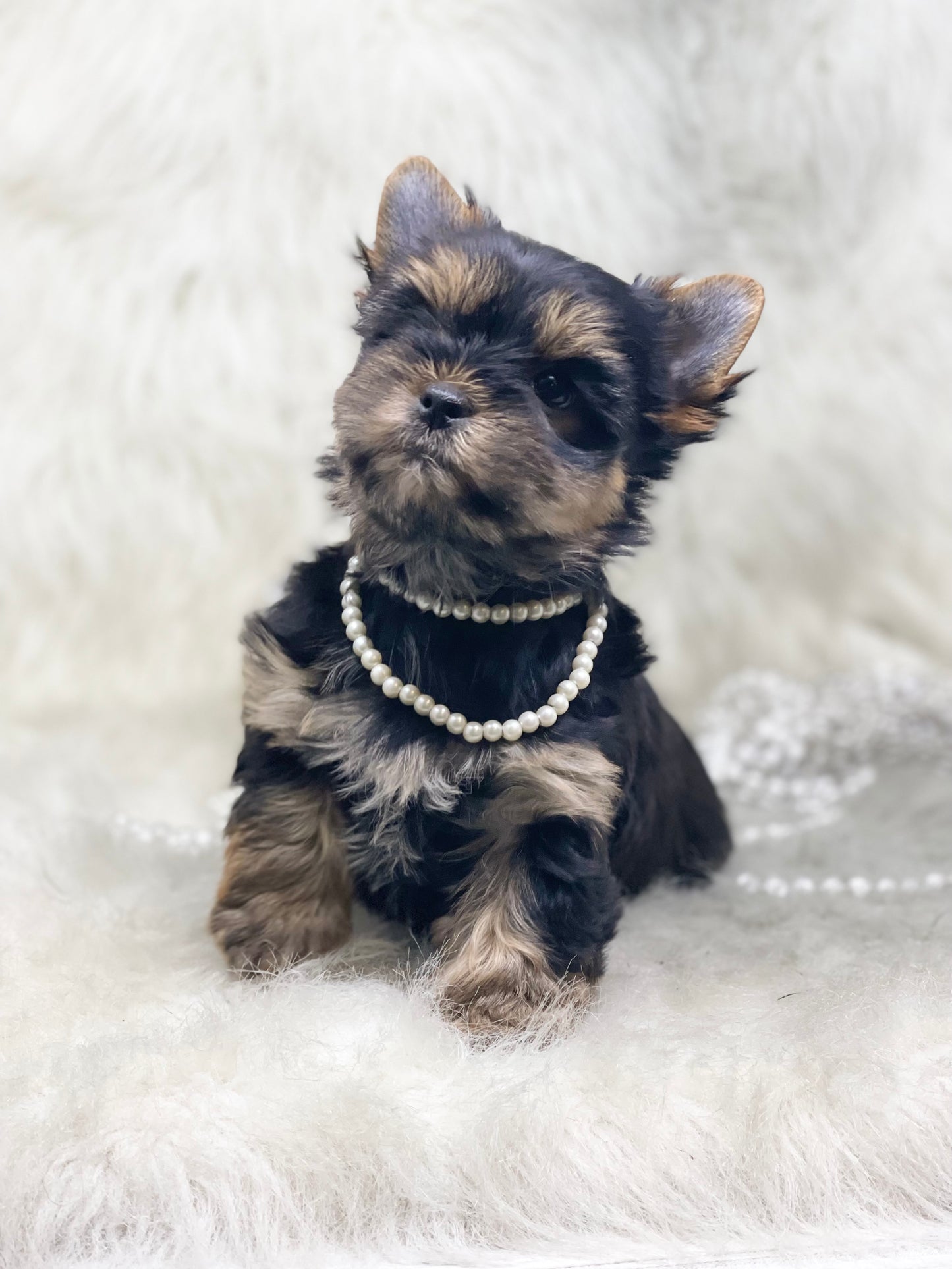 TRADITIONAL Yorkshire Terrier ~ Female, Riley