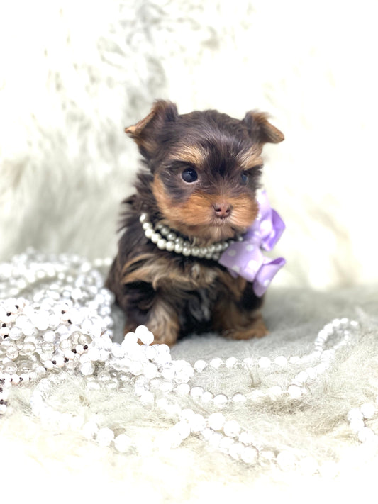 SOLD .... CHOCOLATE Yorkshire Terrier ~ Female, Tipsy