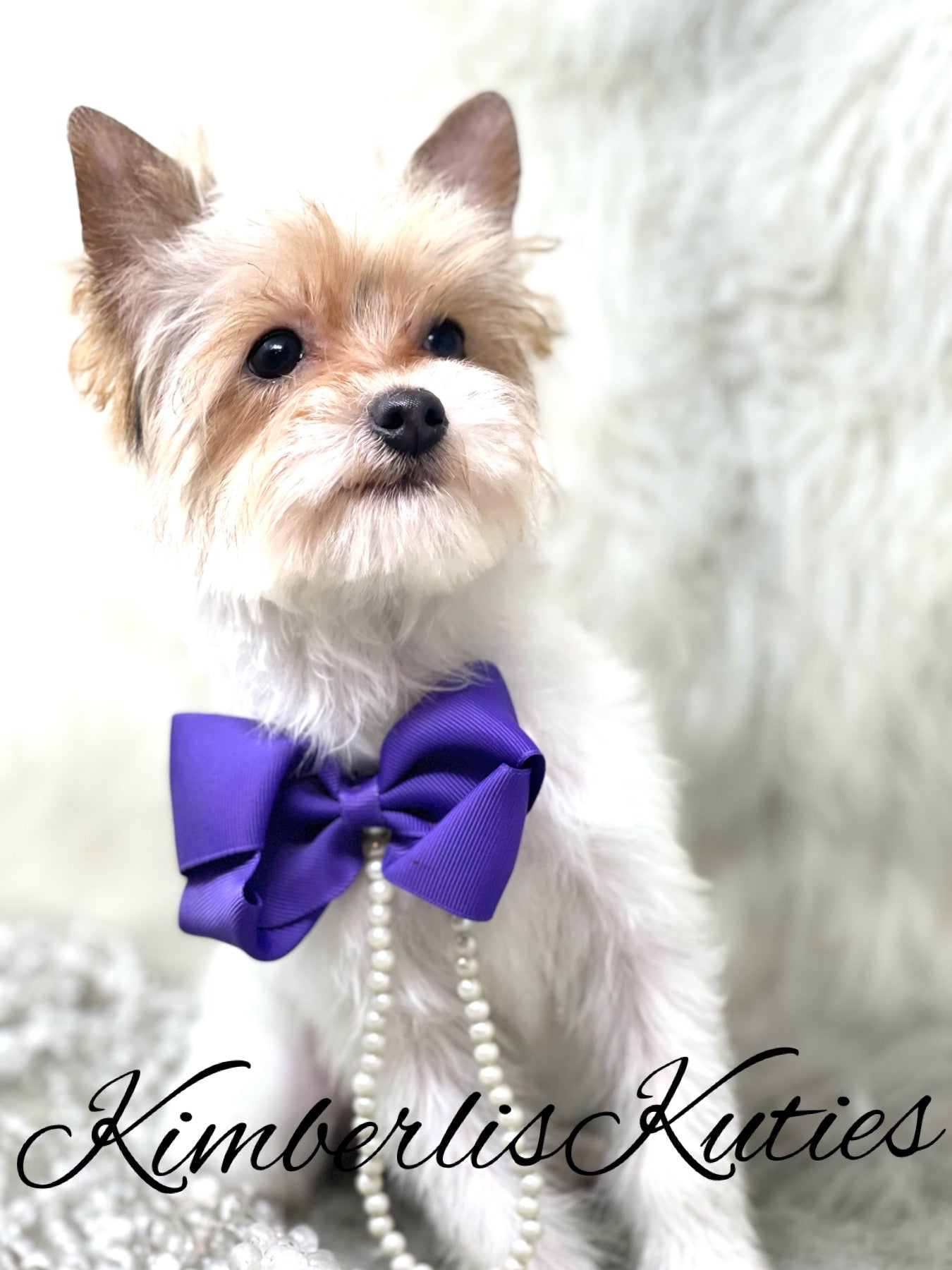 PARTI Yorkshire Terrier ~ Female, Tiny Sage
