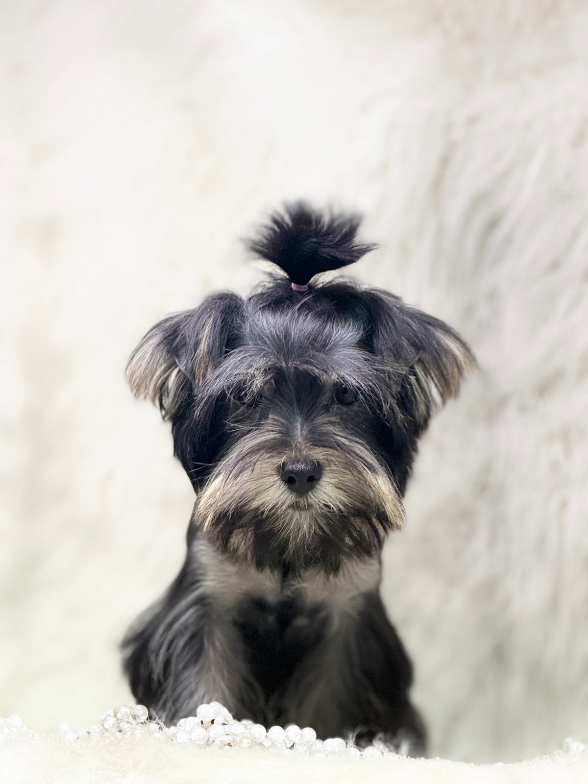 TRADITIONAL Black Yorkshire Terrier ~ Female, Brooklyn