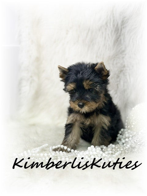 TRADITIONAL Yorkshire Terrier ~ Female, Blair