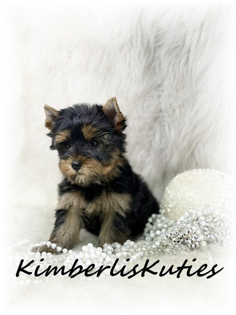 TRADITIONAL Yorkshire Terrier ~ Female, Blair