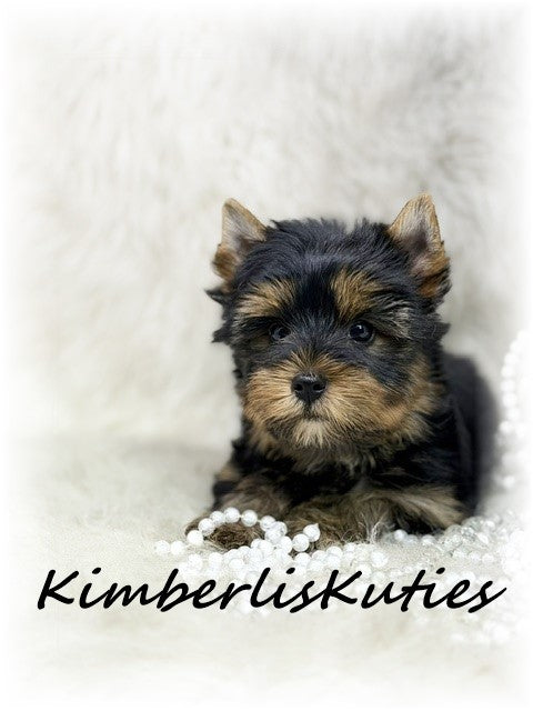 TRADITIONAL Yorkshire Terrier ~ Female, Blair