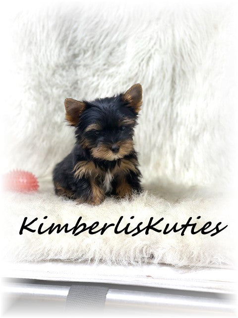 TRADITIONAL Yorkshire Terrier ~ Male, Beau