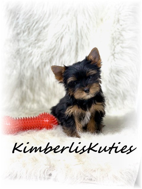 TRADITIONAL Yorkshire Terrier ~ Male, Beau