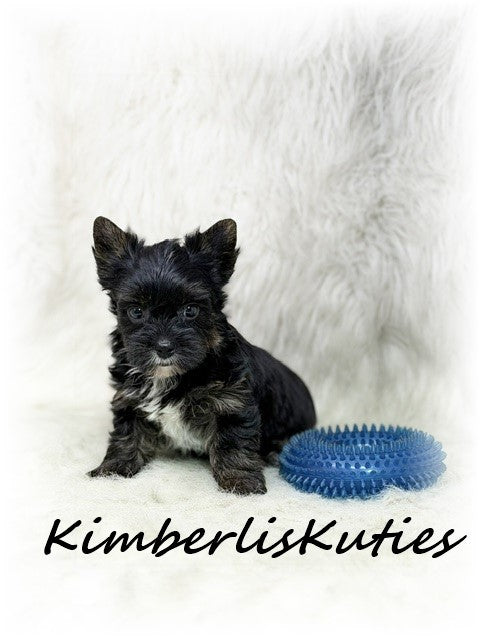 Non-Fading Yorkshire Terrier ~ Male, Beau