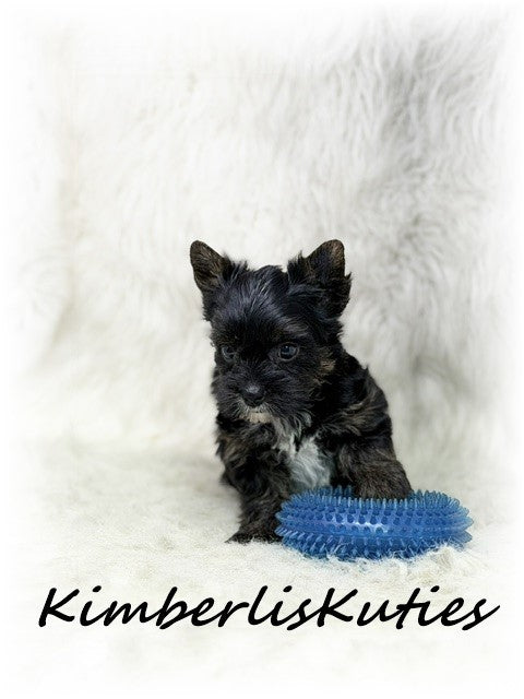 Non-Fading Yorkshire Terrier ~ Male, Beau
