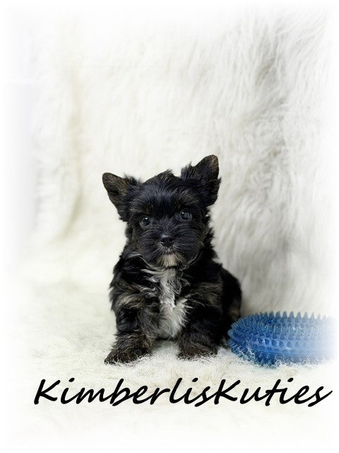 Non-Fading Yorkshire Terrier ~ Male, Beau