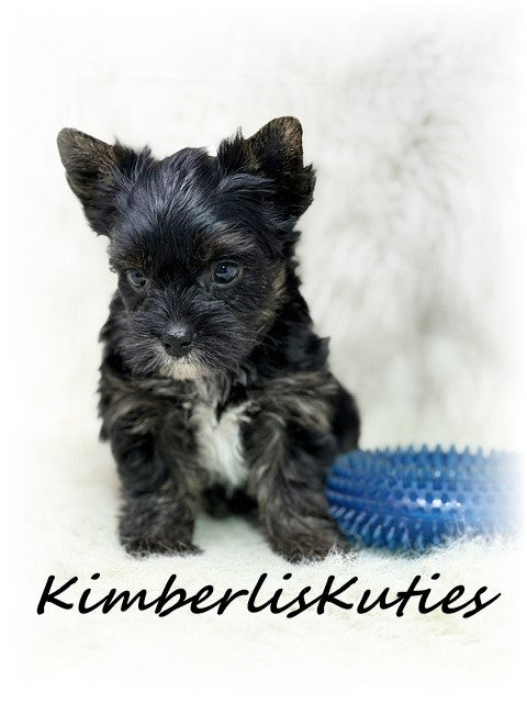 Non-Fading Yorkshire Terrier ~ Male, Beau
