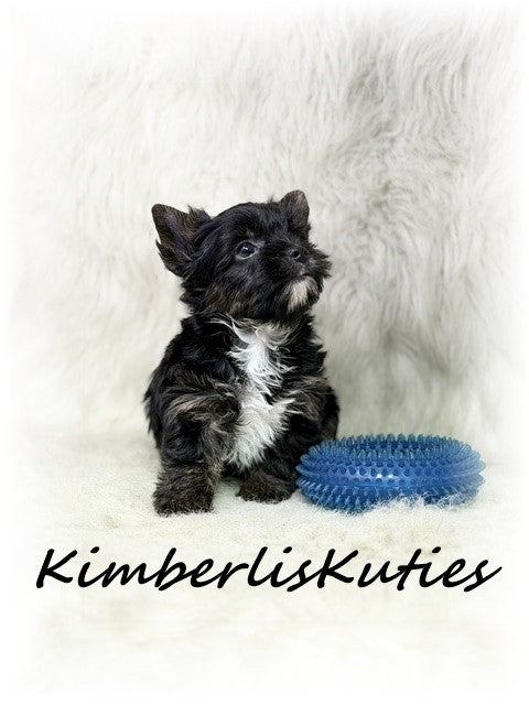 Non-Fading Yorkshire Terrier ~ Male, Beau