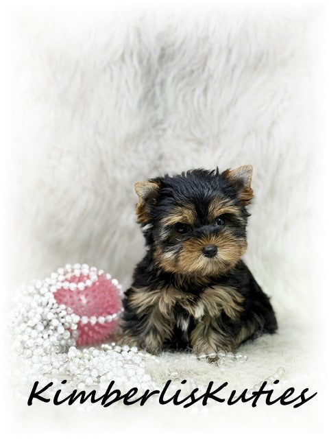 TRADITIONAL Yorkshire Terrier ~ Female, Bailey