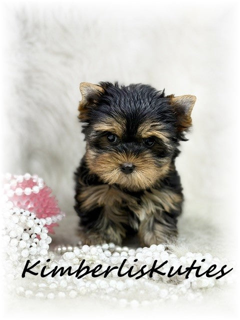 TRADITIONAL Yorkshire Terrier ~ Female, Bailey