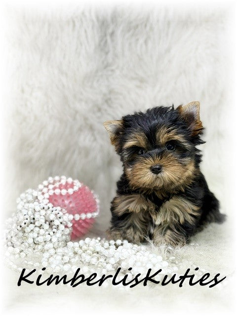 TRADITIONAL Yorkshire Terrier ~ Female, Bailey