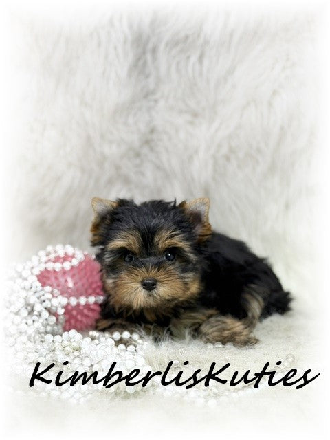 TRADITIONAL Yorkshire Terrier ~ Female, Bailey