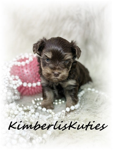 CHOCOLATE Yorkshire Terrier ~ Female, Paisley