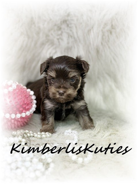 CHOCOLATE Yorkshire Terrier ~ Female, Paisley
