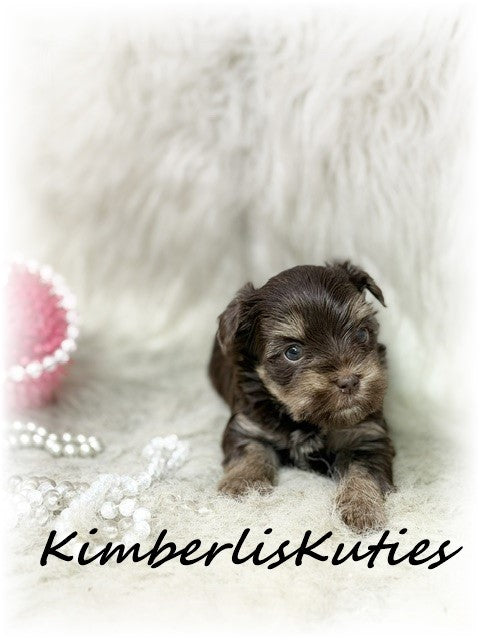 CHOCOLATE Yorkshire Terrier ~ Female, Paisley