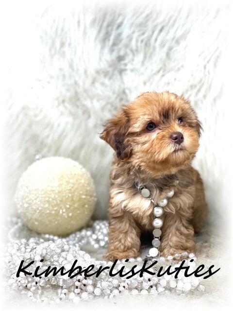 YORKIEPOO (Yorkshire Terrier/Toy Poodle) Female, Brynlee