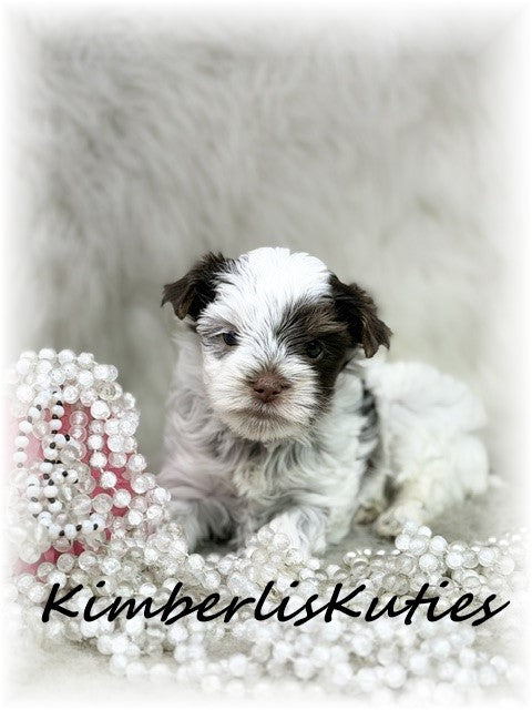 CHOCOLATE PARTI Yorkshire Terrier ~ Female, Phoebe