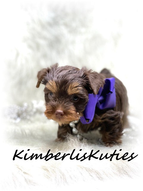 CHOCOLATE Yorkshire Terrier ~ Female, Pixie