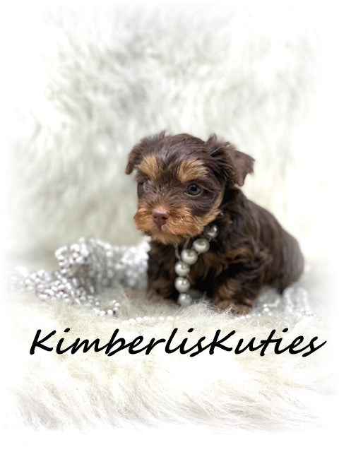 CHOCOLATE Yorkshire Terrier ~ Female, Pixie