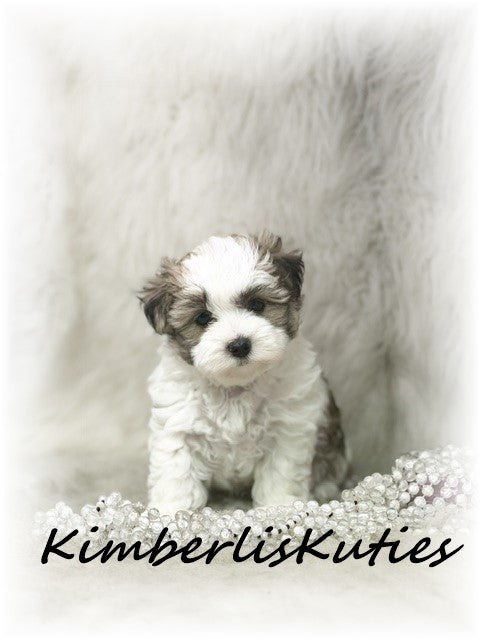 MORKIE (Maltese/ Yorkshire Terrier) Female, Nikki