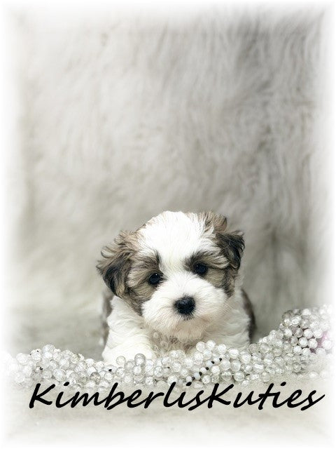 MORKIE (Maltese/ Yorkshire Terrier) Female, Nikki