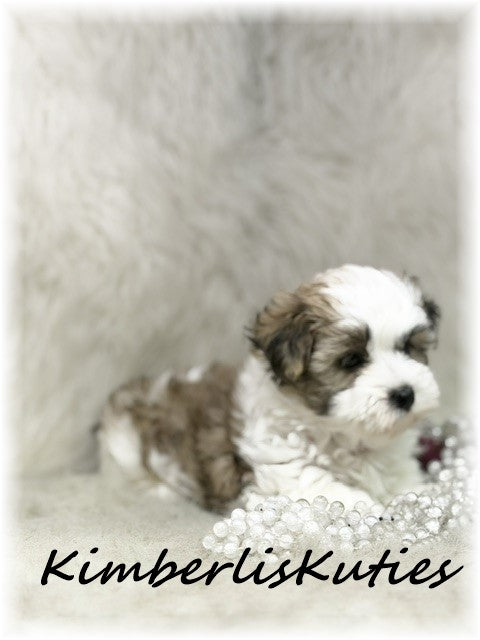 MORKIE (Maltese/ Yorkshire Terrier) Female, Nikki